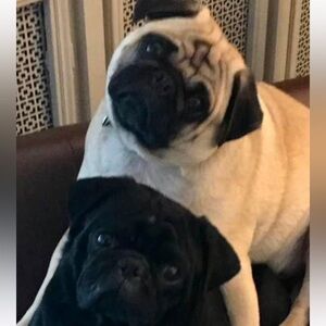 Meet your Posher, Lorie